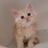 ミヌエット(長足)