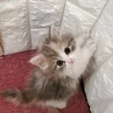 ミヌエット(長足)