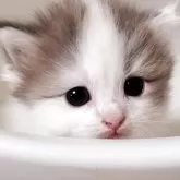 ミヌエット(短足)