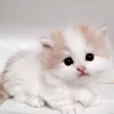ミヌエット(短足)