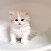ミヌエット(長足)