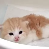マンチカン(短足)