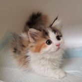 マンチカン(短足)