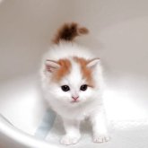 ミヌエット(長足)