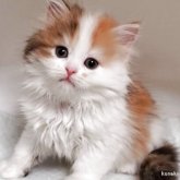 ミヌエット(長足)