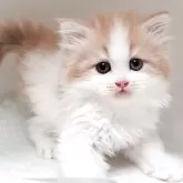 ミヌエット(長足)