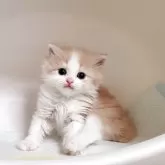 ミヌエット(長足)