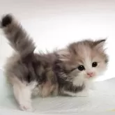 ミヌエット(短足)