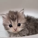 ミヌエット(長足)