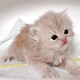 ミヌエット(短足)