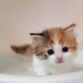 ミヌエット(短足)