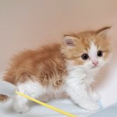 マンチカン(長足)