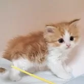 マンチカン(長足)【大阪府・男の子・2025年10月22日・レッドタビー&ホワイト】の写真1