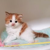 ミヌエット(長足)