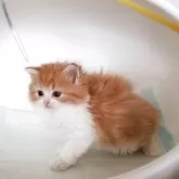 ミヌエット(長足)