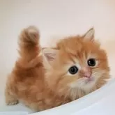 ミヌエット(短足)