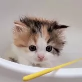 マンチカン(長足)【大阪府・女の子・2025年1月17日・キャリコ】の写真1