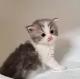 ミヌエット(長足)