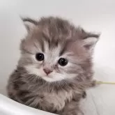 ミヌエット(長足)【大阪府・女の子・2025年4月12日・ブルータビー&ホワイト】の写真8