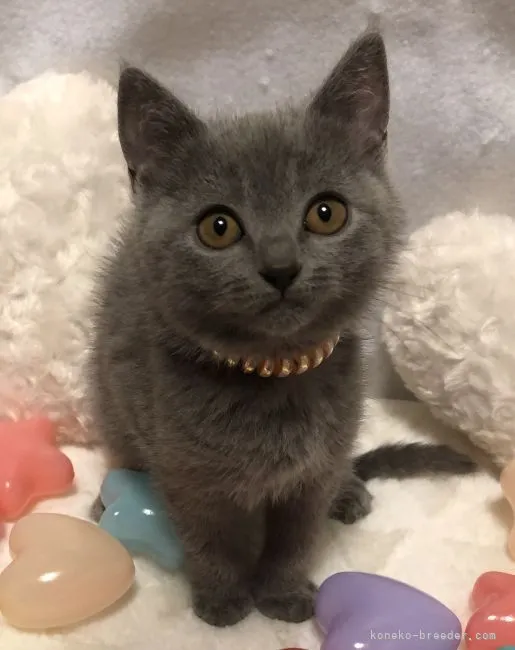 ID：2205-01469の子猫
