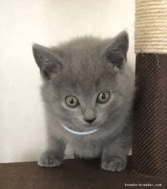 ID：2204-01696の子猫