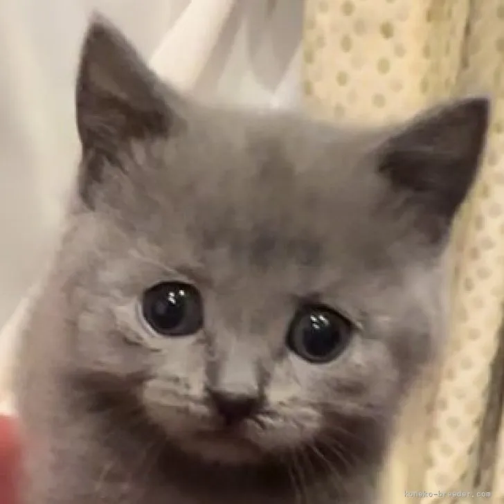 ID:2305-00020の子猫