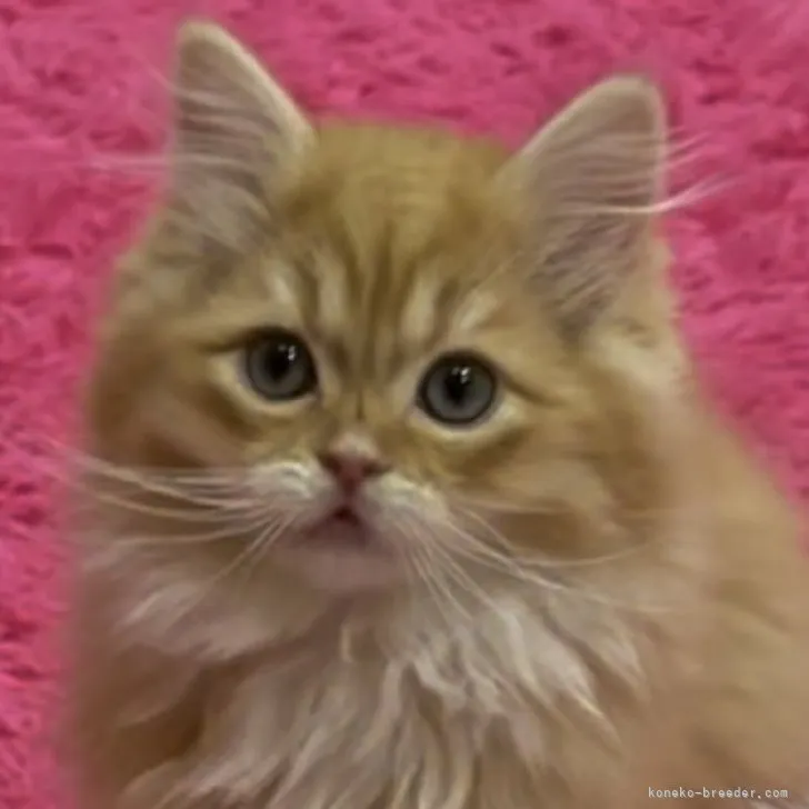 ID:2303-02119の子猫