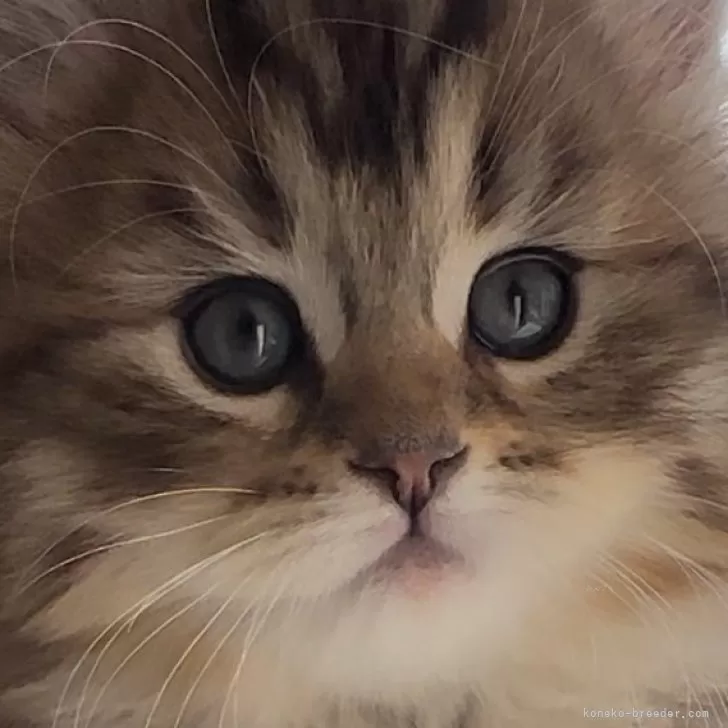 ID:2402-01550の子猫