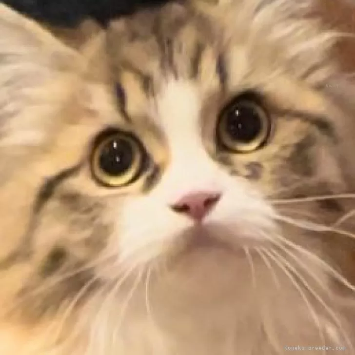 ID:2406-00201の子猫