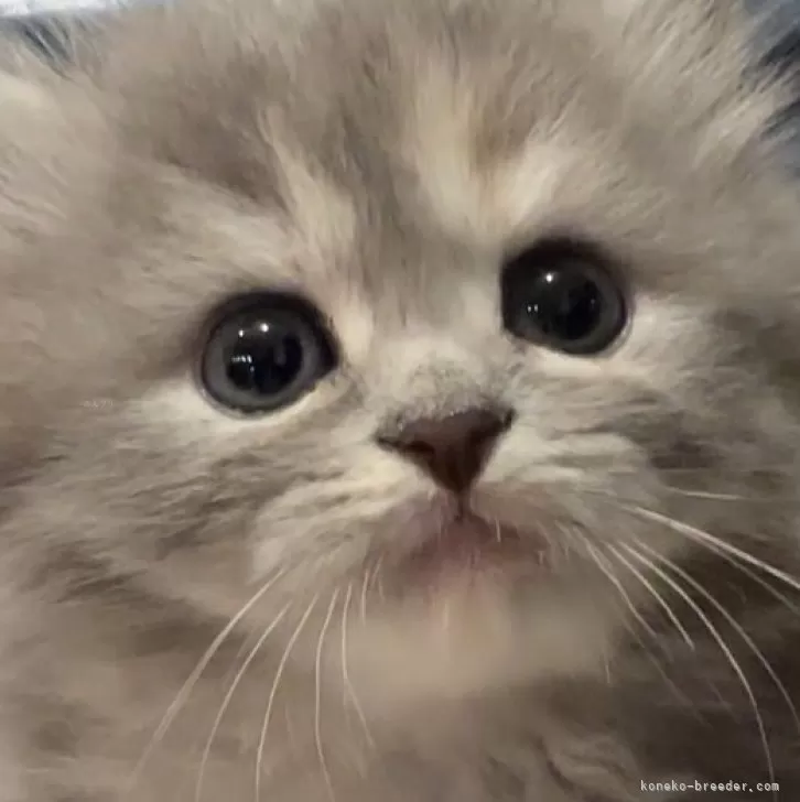 ID:2406-02068の子猫