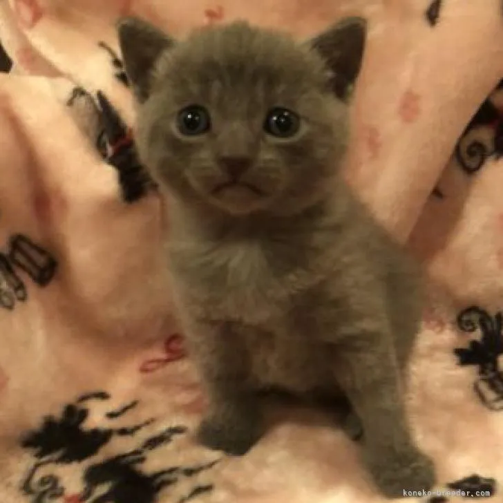 ID：2209-02508の子猫