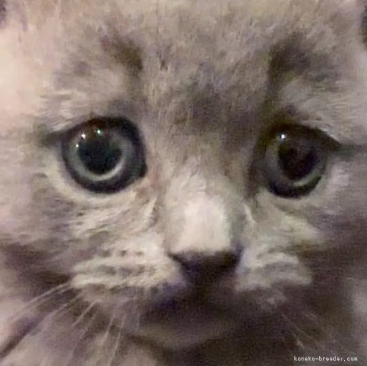 ID:2402-01716の子猫