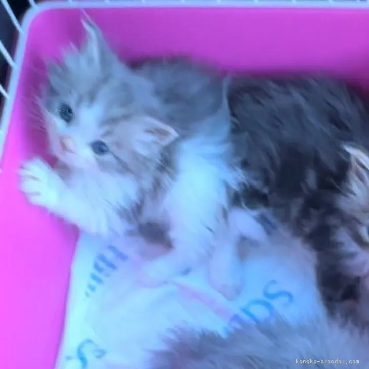 ID:2312-00786の子猫