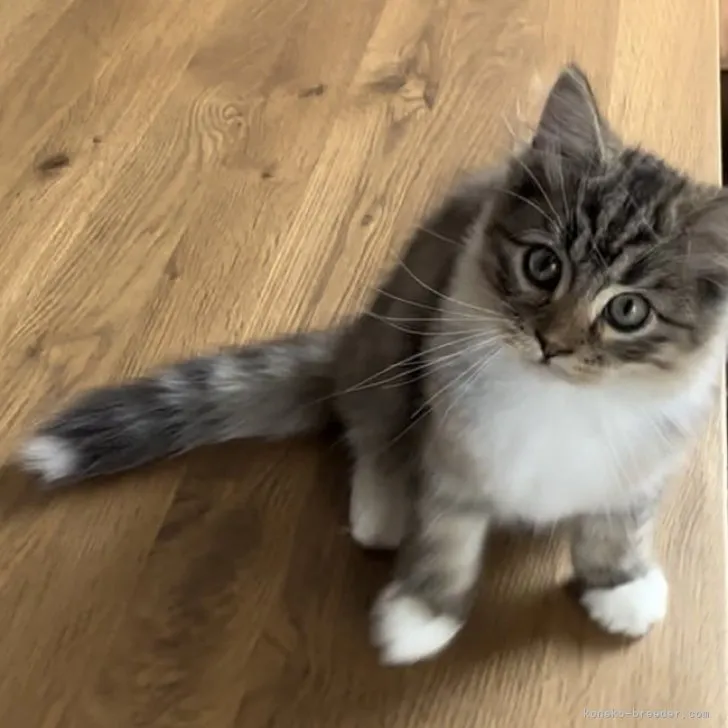 ID:2308-01574の子猫