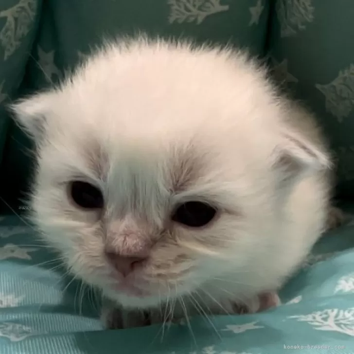 ID：2407-00160の子猫