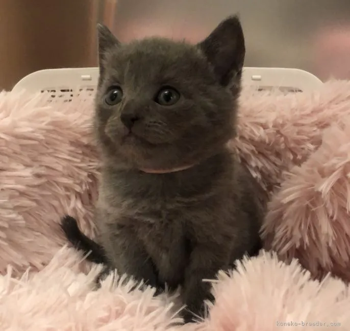 ID:2203-00571の子猫