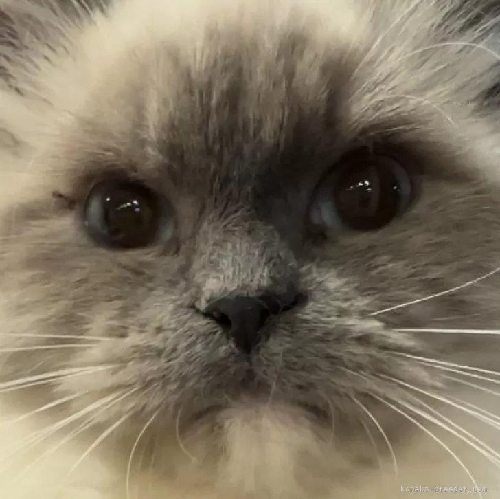 ID:2410-01839の子猫