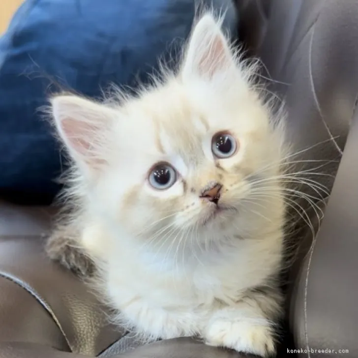 M.K 様のお迎えした子猫