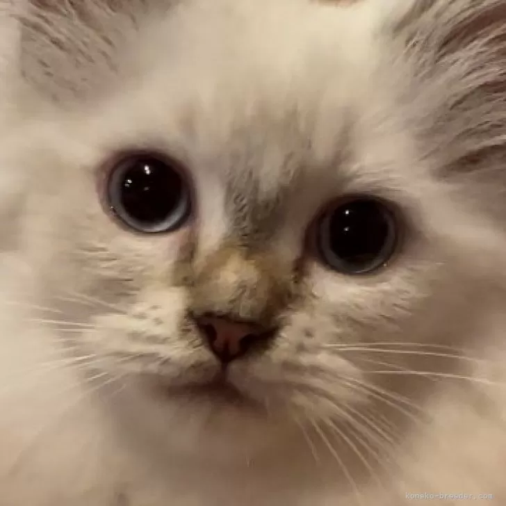 ID:2410-00127の子猫