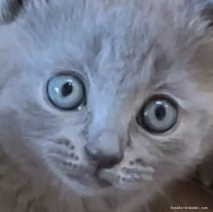 ID:2408-01342の子猫