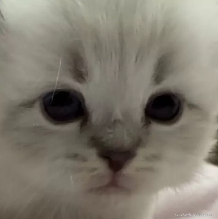 M.U 様のお迎えした子猫
