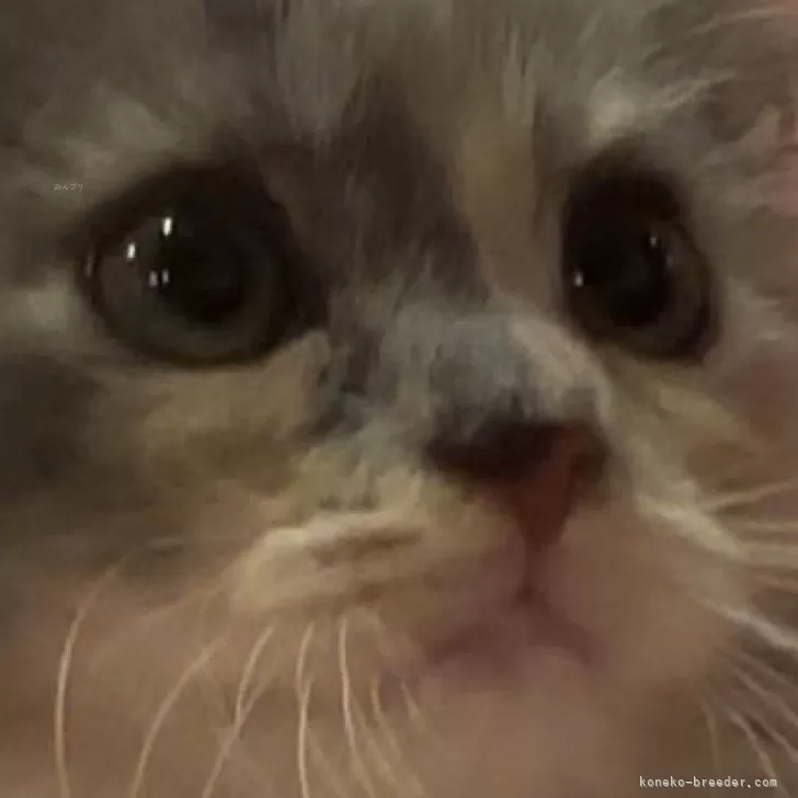 ID:2406-02062の子猫