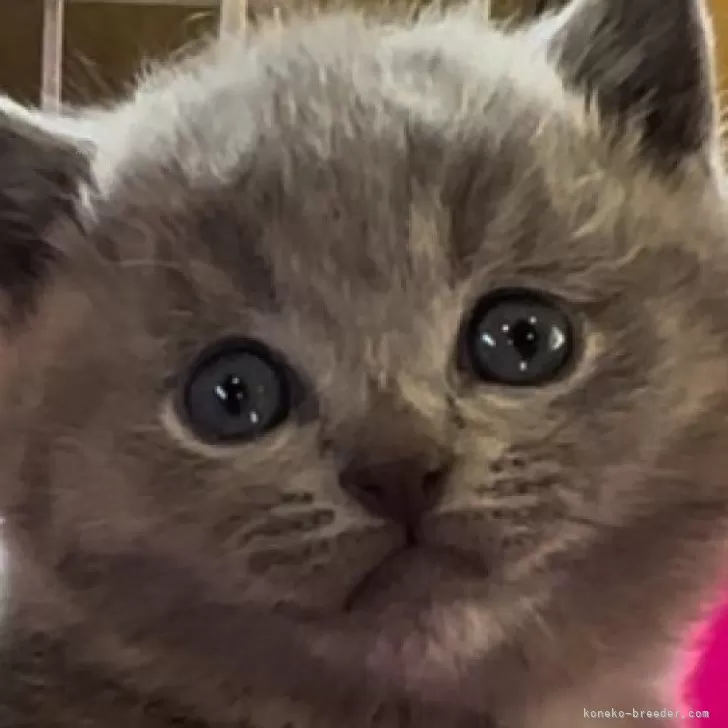 ID:2403-00837の子猫