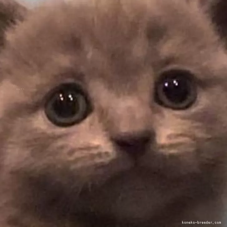 ID:2405-02854の子猫