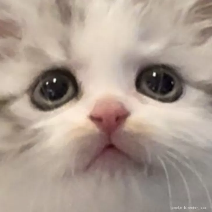 H.H 様のお迎えした子猫