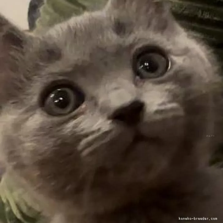 ID:2405-02856の子猫