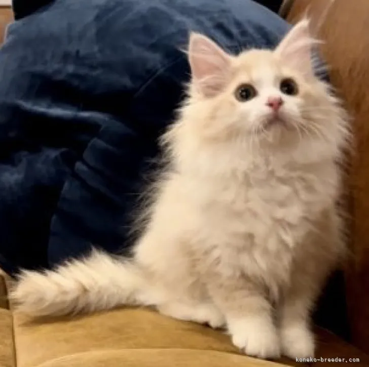 ID：2305-02430の子猫