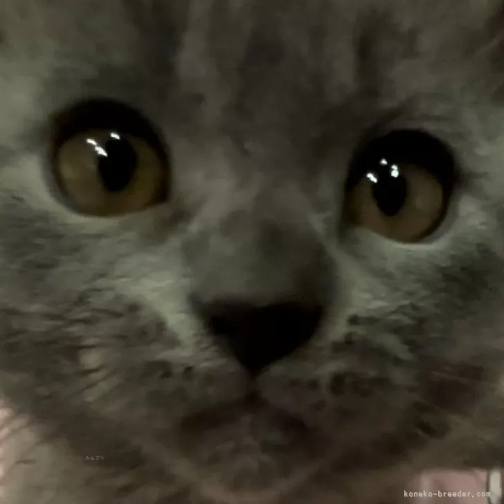ID：2408-01340の子猫