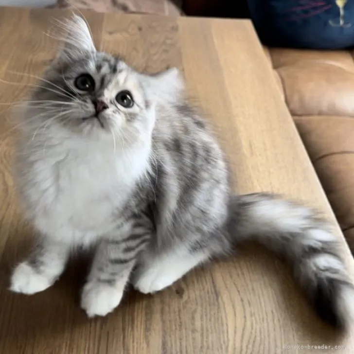 ID：2308-01569の子猫