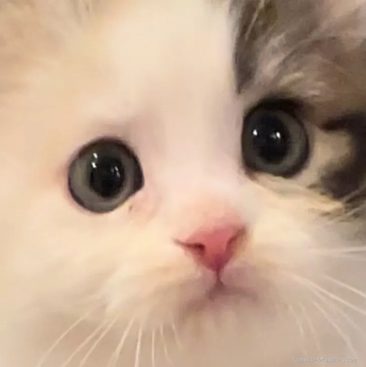 ID：2405-03530の子猫